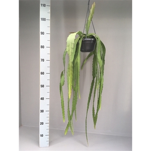 Epiphyllum ackermanii