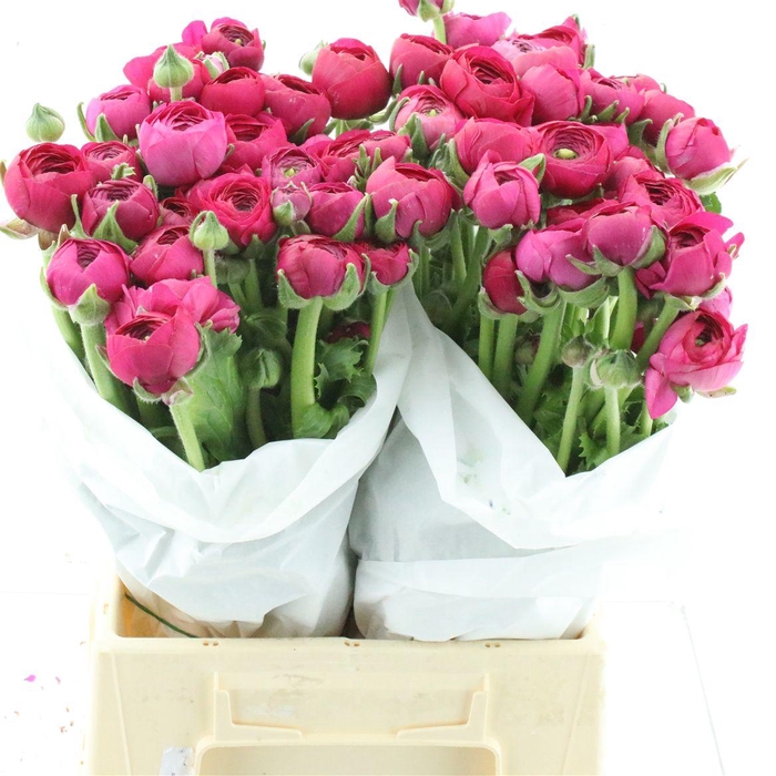 <h4>Ran Su Rosado Extra</h4>