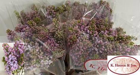 <h4>SYR V LAVALIENSIS</h4>