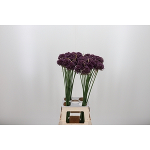 Allium Purpl Mystery