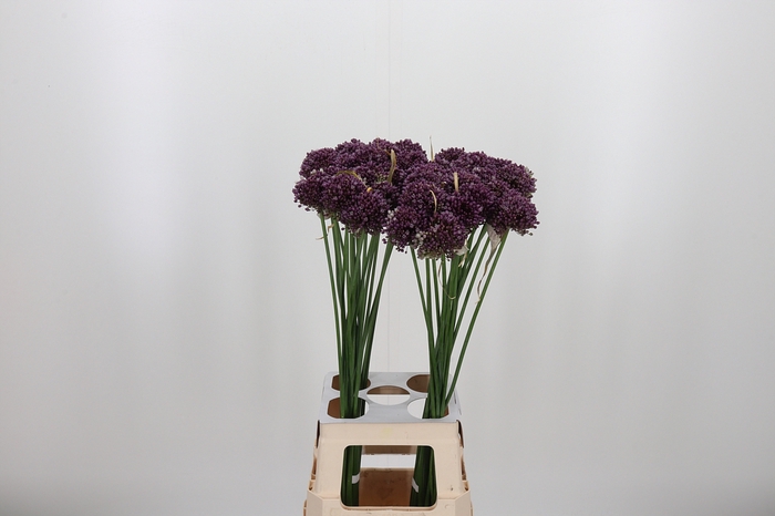 <h4>Allium Purpl Mystery</h4>