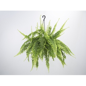 SAMAMBAIA ARGENTINA C21