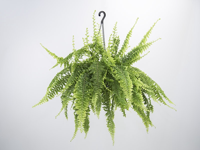 <h4>SAMAMBAIA ARGENTINA C21</h4>