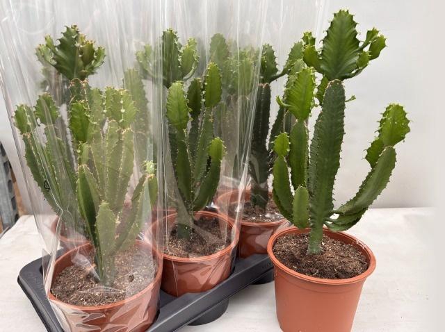 <h4>EUPHOR CANDELABRUM</h4>