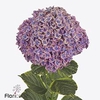 Hydrangea samurai
