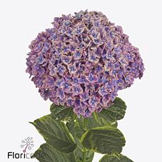 Hydrangea samurai