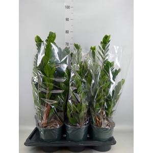 Zamioculcas zamiifolia