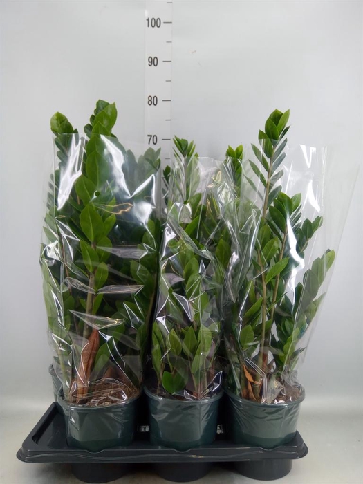 <h4>Zamioculcas zamiifolia</h4>