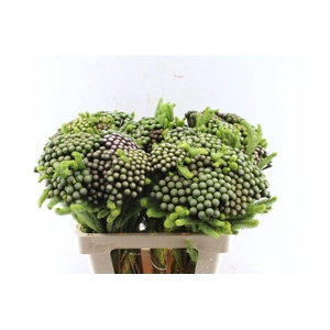 Kaaps Brunia Albiflora Xl