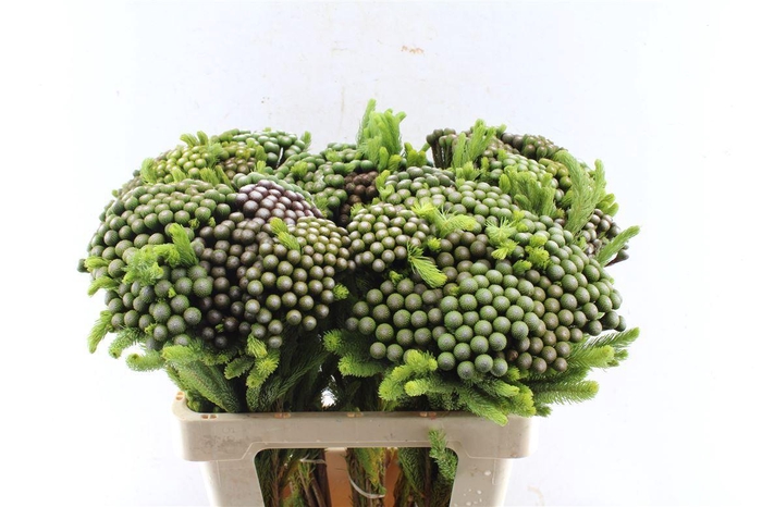 <h4>Kaaps Brunia Albiflora Xl</h4>