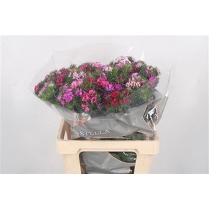 Di Barb Breanthus Mixed William