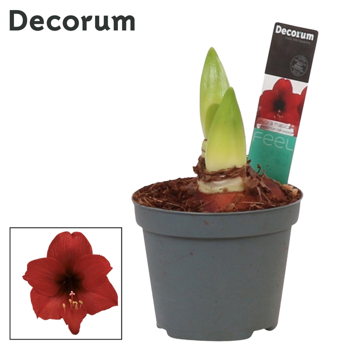 <h4>Amaryllis Kolibri Top Choice 2 Knop (Decorum)</h4>
