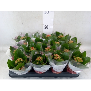 Kalanchoe blos. 'RosDon Justino'