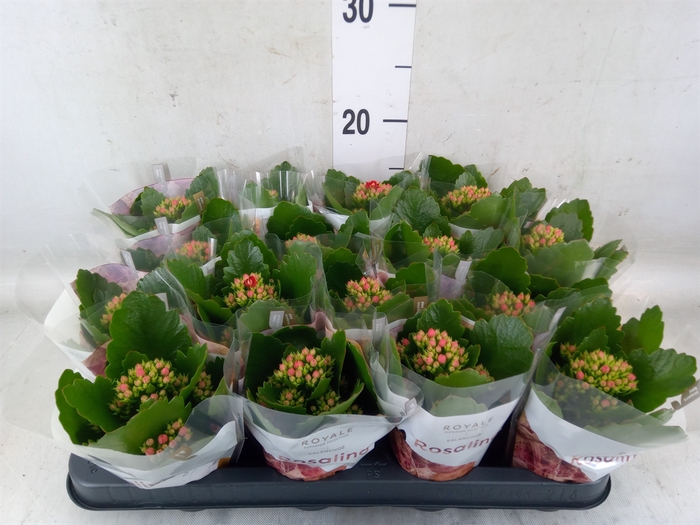 <h4>Kalanchoe blos. 'RosDon Justino'</h4>