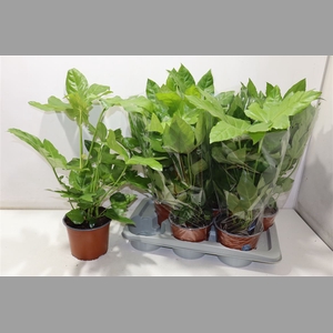 Fatsia Ov