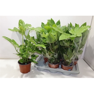 Fatsia Ov