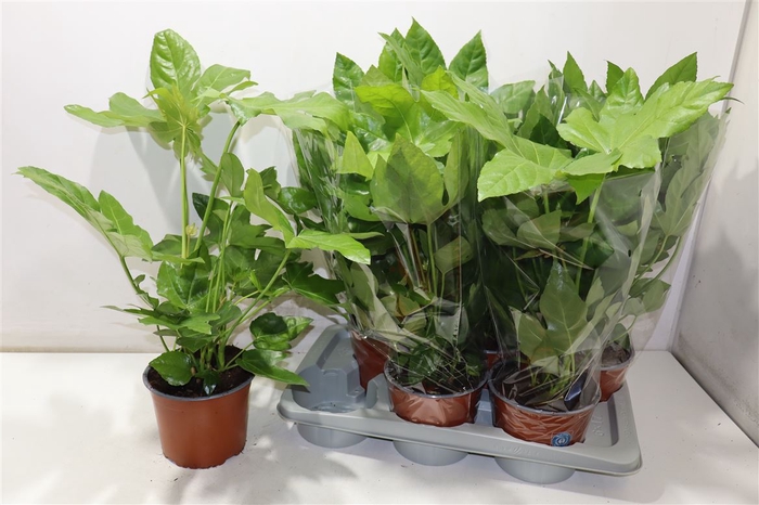 <h4>Fatsia Ov</h4>