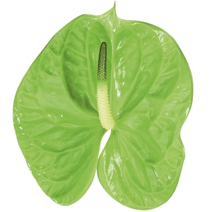 ANTHURIUM MIDORI 6/7.5 025 CM DIAM MIN 6 CM VERDE