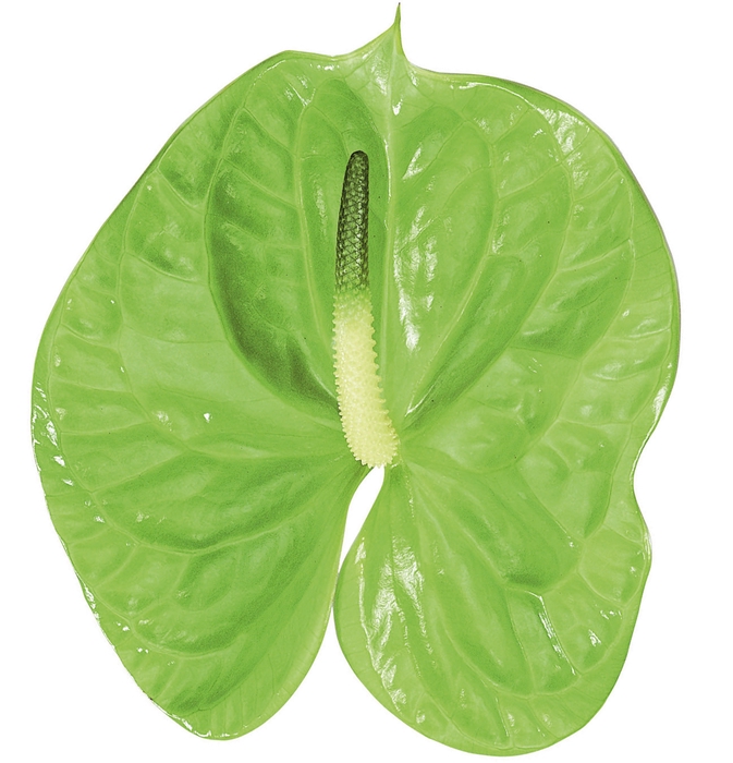ANTHURIUM MIDORI 9/11 035 CM DIAM MIN 9 CM VERDE