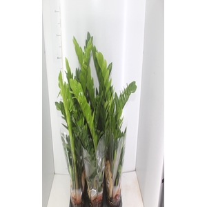 ZAMIOCULCAS P17