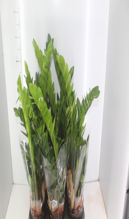 <h4>ZAMIOCULCAS P17</h4>