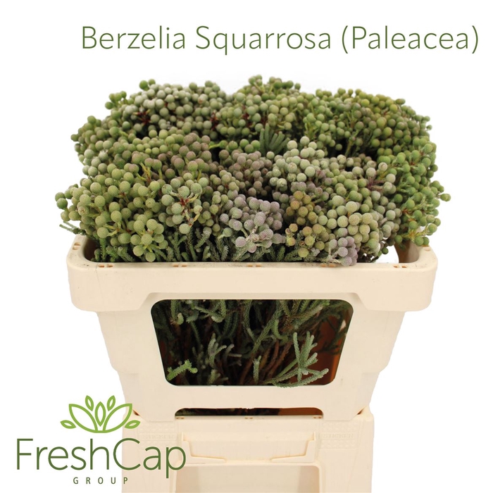 <h4>Berzelia Squarrosa (Paleacea)</h4>