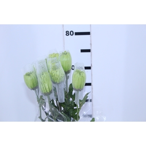 ANASTASIA DARK GREEN 070 CM VERDE