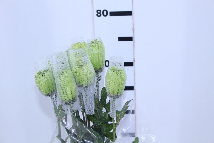 ANASTASIA DARK GREEN 070 CM VERDE