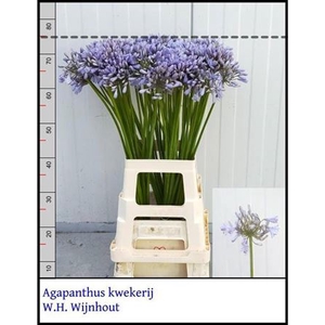 Agapanthus
