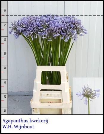 <h4>Agapanthus</h4>