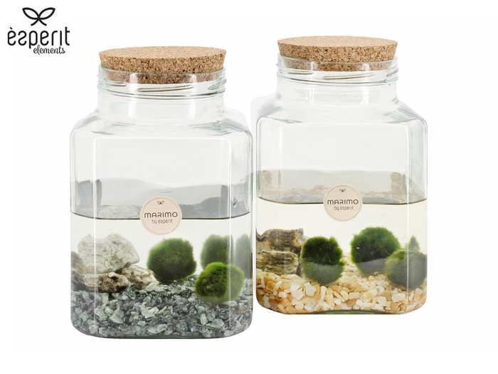 <h4>90562: Marimo arrangement</h4>
