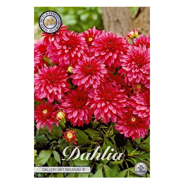 <h4>Dahlia Art Noueveau x1</h4>