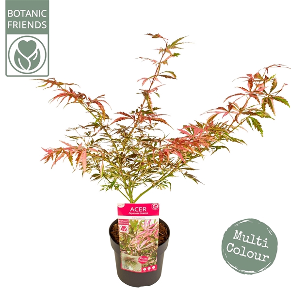 <h4>Acer palm. 'Extravaganza'</h4>