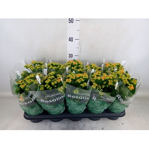 Kalanchoe blos. 'RosDon Pedro'