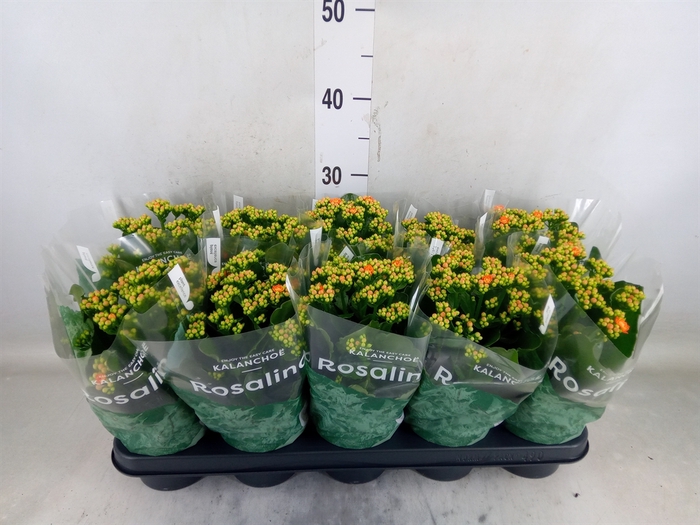 <h4>Kalanchoe blos. 'RosDon Pedro'</h4>