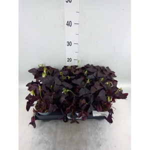 Oxalis   ...