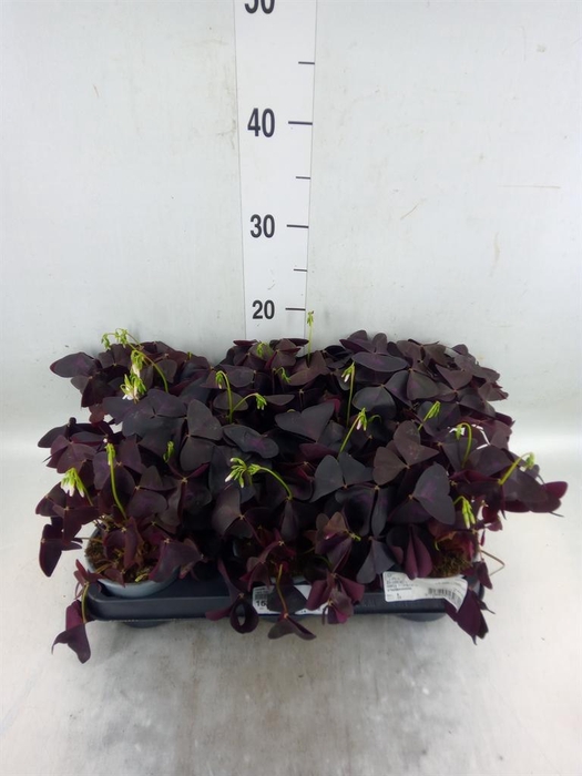 <h4>Oxalis   ...</h4>