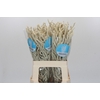Amaranthus Yearming Desert