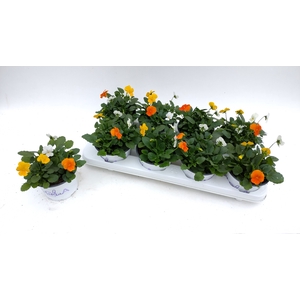 VIO TRICOLOR