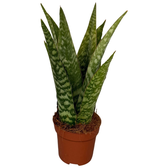 <h4>Sansevieria Cylindrica</h4>
