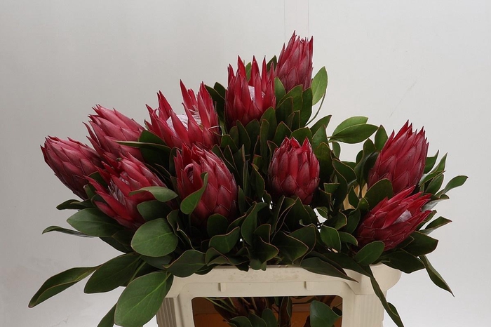 <h4>PROTEA CY MADIBA</h4>