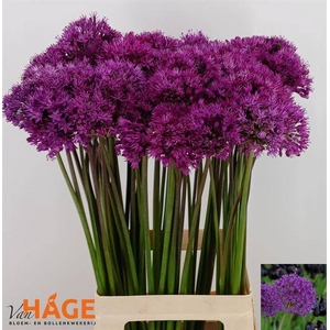 Allium Purple Sens