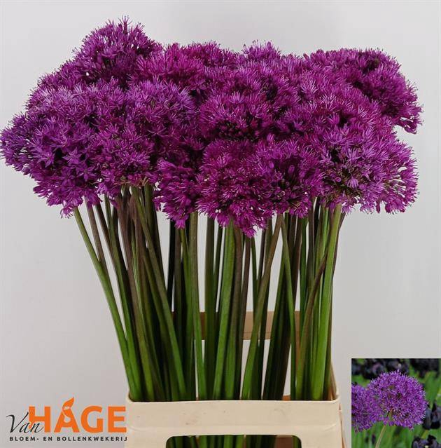 <h4>Allium Purple Sens</h4>