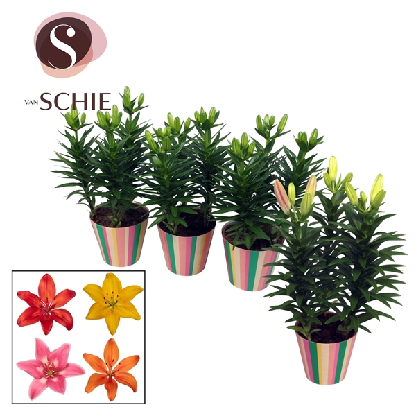 <h4>Aziaat Mix 13cm Potcover STRIPES</h4>