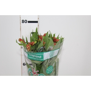 ALSTROEMERIA TROPICANA 080 CM