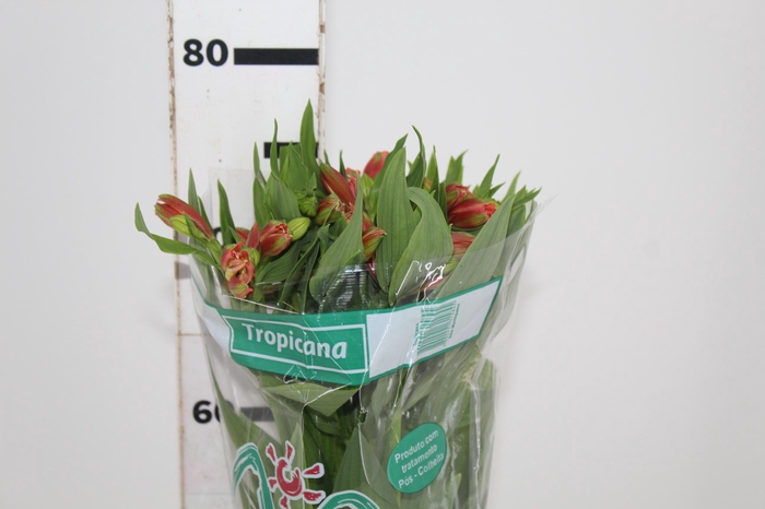 <h4>ALSTROEMERIA TROPICANA 080 CM</h4>