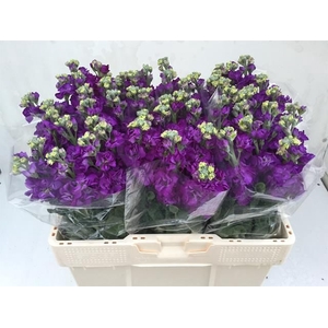 MATTH IMPALA PURPLE