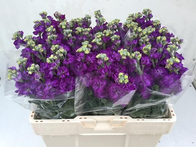 <h4>MATTH IMPALA PURPLE</h4>