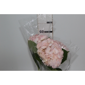 HORTENCIA ROSA 60 CM