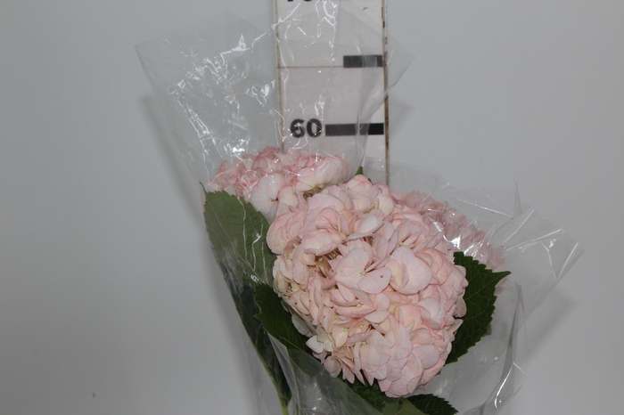 <h4>HORTENCIA ROSA 60 CM</h4>